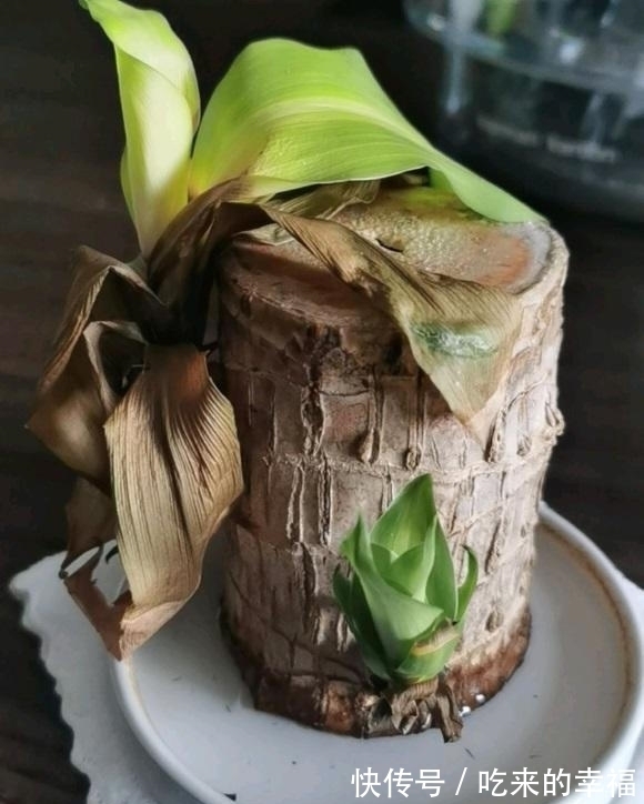 30块钱买到的小木桩,放在水里就长叶,养护简单,当成桌摆