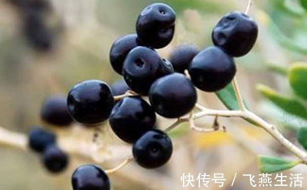 子宫|妇科炎症别担心，多用4味中药泡水喝，补气血，子宫也更健康