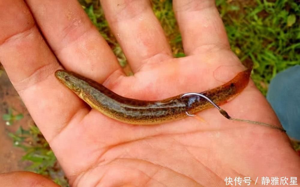 三千斤翘嘴一夜被钓完,“神饵泥鳅”为何让老大爷欲哭无泪?