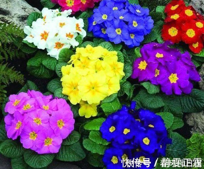 叶子|适合养在阳台的几款花，开花漂亮又好养，花儿轻松开爆盆