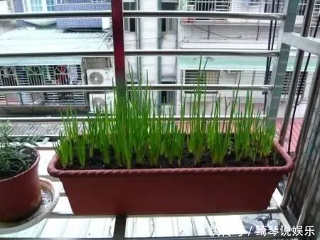 4步教你盆栽小葱,又粗又“肥硕”,不用再去菜市场买啦