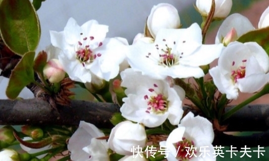 淡妝濃抹總相宜!蘇軾最經(jīng)典的10首詩(shī)排行,《惠崇春江晚景》僅第四,前三都是精品