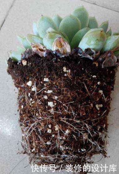 多肉植物换盆别忘了做1件事,15天服盆,侧芽长不停
