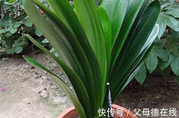 君子兰|11月养君子兰,一种渣扔盆里,浇上1种水,叶绿花更艳
