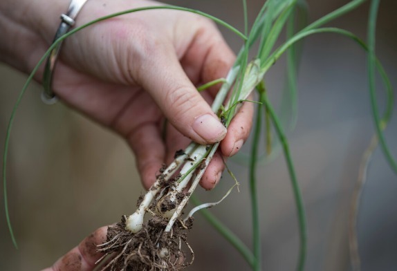 马齿苋|开春挖野菜,送你“野菜大图鉴”,教你轻松识别20种野菜