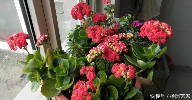 天冷后,这几种花就得“穷养”,不施肥、少浇水,越长越旺