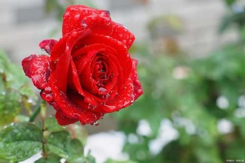 月季花在花期能够开出漂亮的花，需要满足4个条件，缺1条都不行