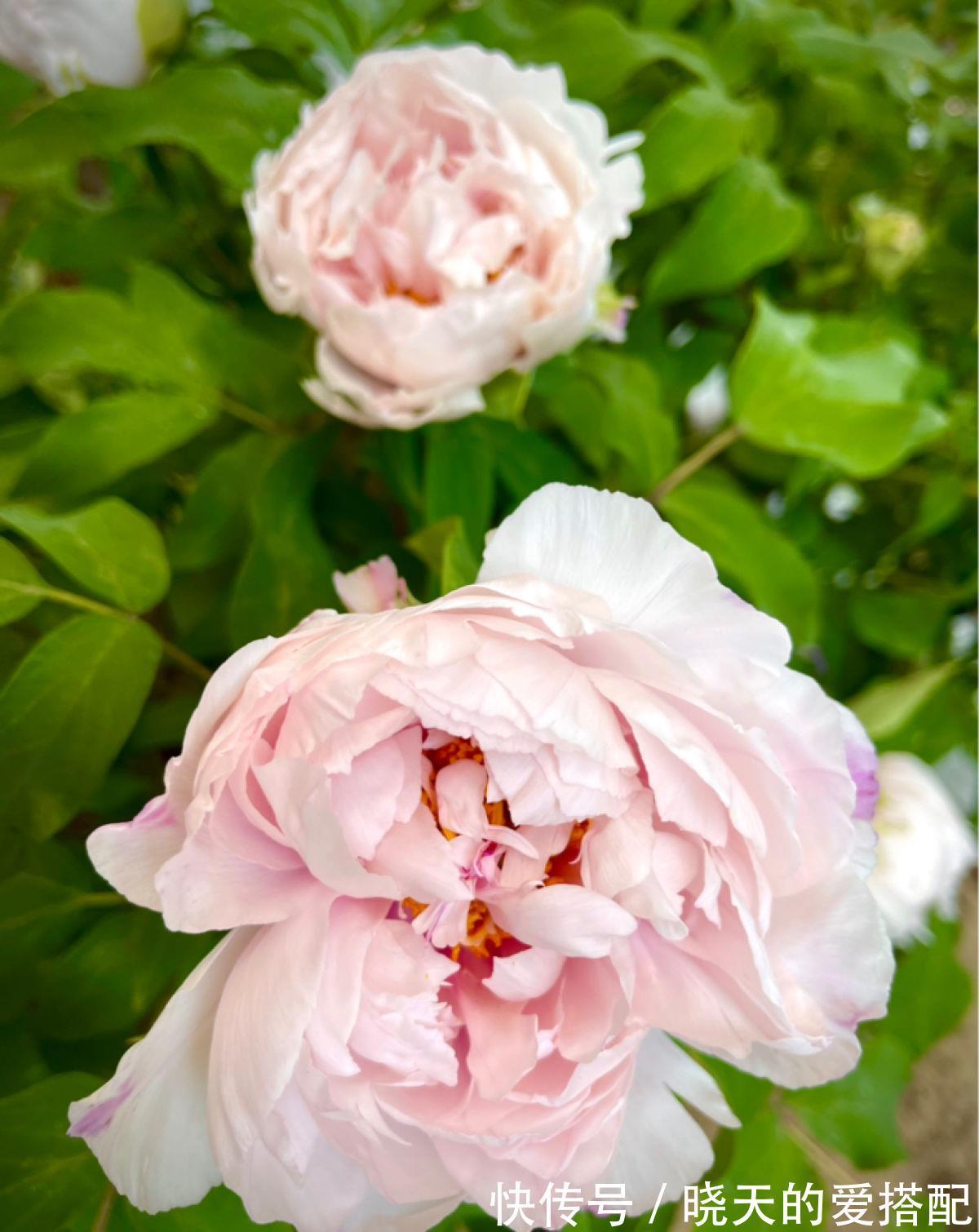 桂花|养4种植物堪称“投资”，养得越久，价值翻好几倍