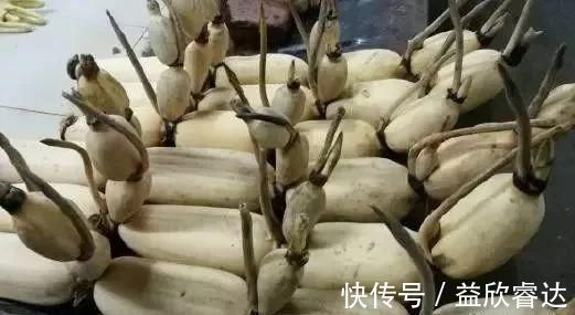 水变清|外行吃人参,内行只吃它!两三块钱一斤,现在吃最补人!