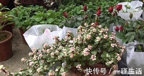 盆景太贵玩不起这花便宜得很,修修剪剪成老桩价值高