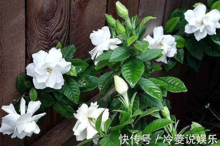 根系|新买的栀子花，黄叶掉花苞，猫腻全在花盆里，看一眼就明白