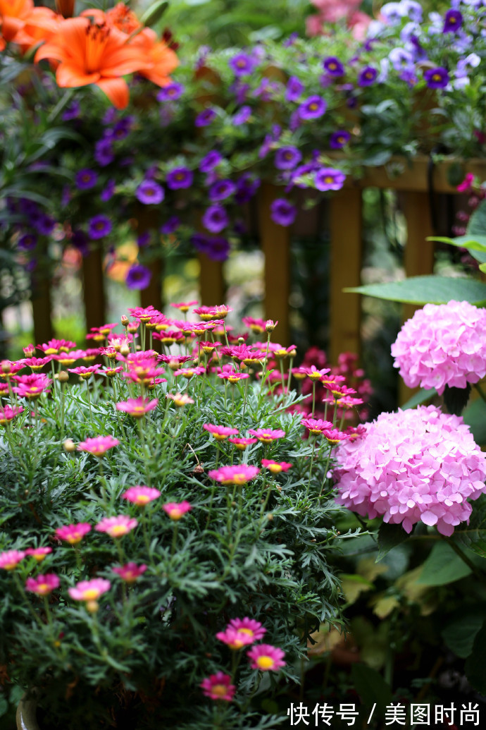 阳台上|为建花园,不顾反对买了一楼带院子,3年的亲手布置朋友都羡慕了