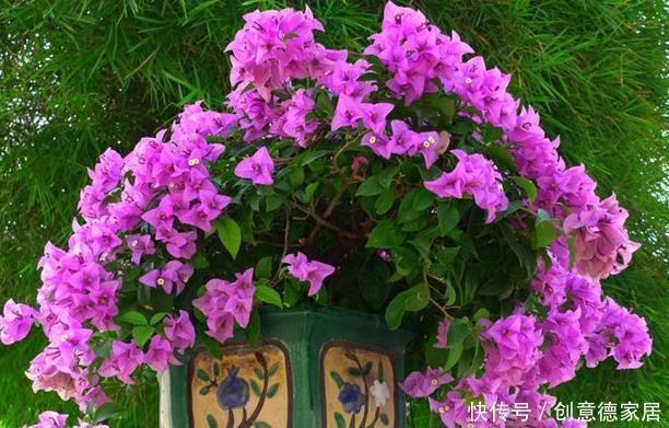 新手养护花卉，就养花开满枝、红彤彤的花卉，比叶子还多！