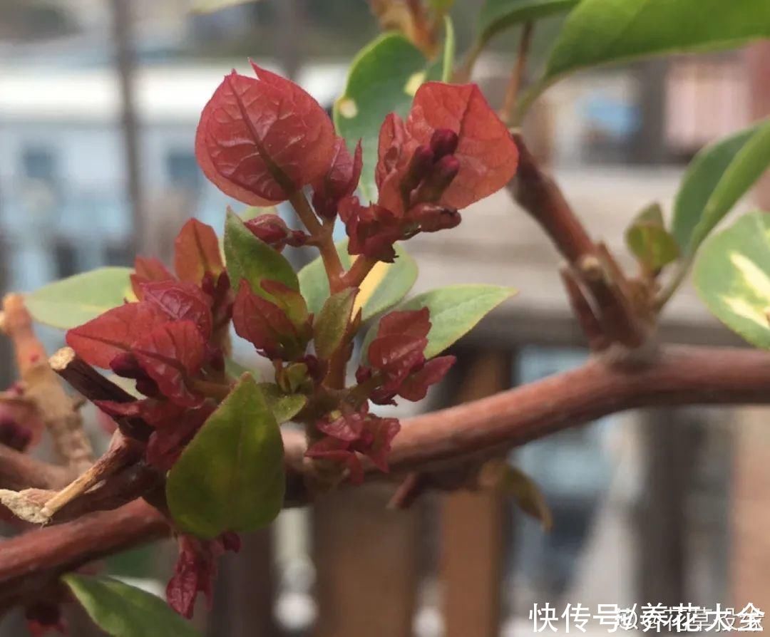 带花芽的枝条不能修剪，未来全是花苞，一剪就亏了