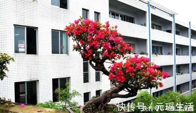 一种植物,人称“光叶子花”,可盆栽做盆景,比较好养!