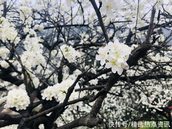 文化|习水：万亩李花盛开 春色满山