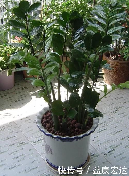 虎尾兰|客厅适合养的5种“耐旱花”，1个月不用浇水，反而爆盆！