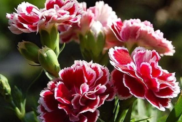 牡丹|养盆康乃馨,10天一口“花激素”,花大、颜色亮,美过“大牡丹”