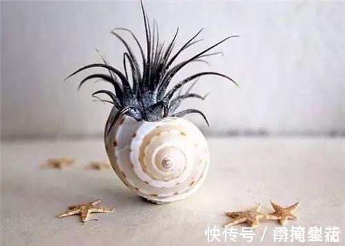 花盆|除了花盆之外,这些东西也是绝佳的养花神器,你用过吗?