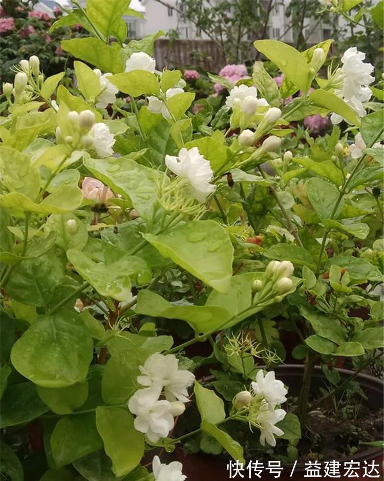 下雨天|下雨天，这些花快扔出去，淋一淋，呼呼冒新芽，花开一大盆