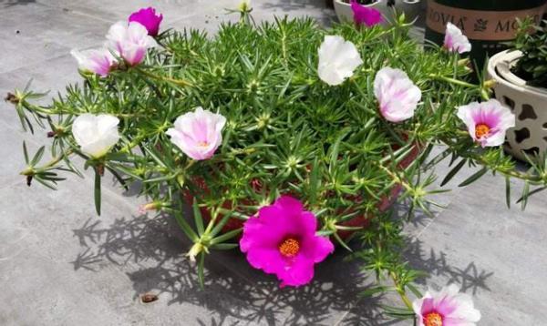 暖春来临时,培育太阳花认真做好这些事情,盆里将冒出很多新芽