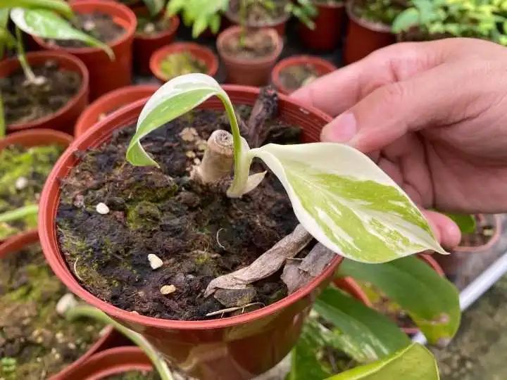 槟榔芋|据说“芋头”成了网红单品,一片破叶子居然要卖1000块