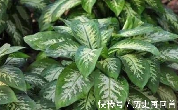 “4种花”别在家养 ,枝叶都有毒,尤其第3种,再漂亮也别养!