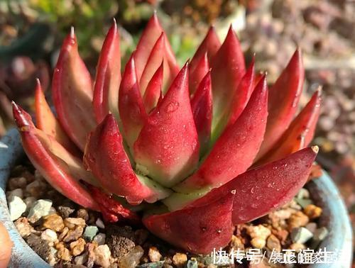 养护|4种高颜值多肉,在家养一盆,好像艺术品,花友:后悔没早点养!