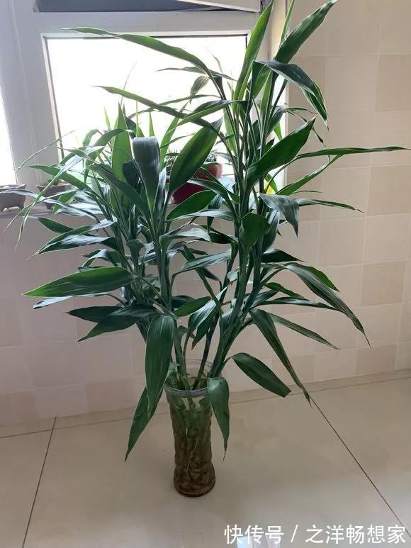 生根|富贵竹根不好,放铁钉也没用,3个技巧,根儿白又壮!