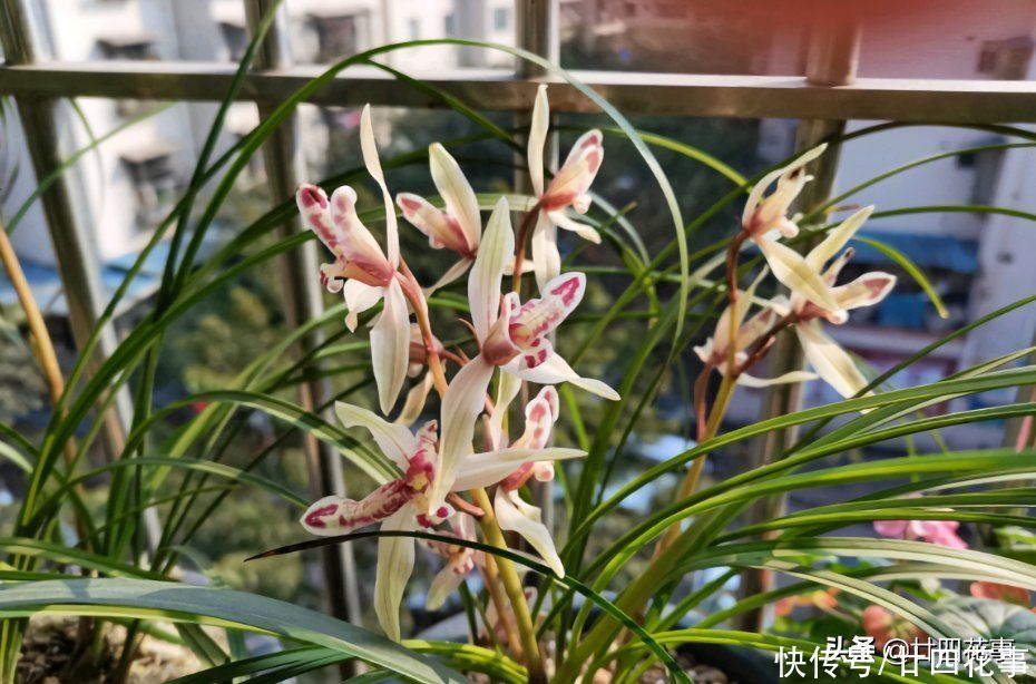 苗壮根旺|养兰花，有“四不十二字”，灵活掌握，苗壮根旺开花香