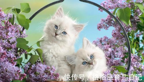 |幽默笑话:今天去哥们家打牌,谁知道他家的拉布拉多也非常喜欢