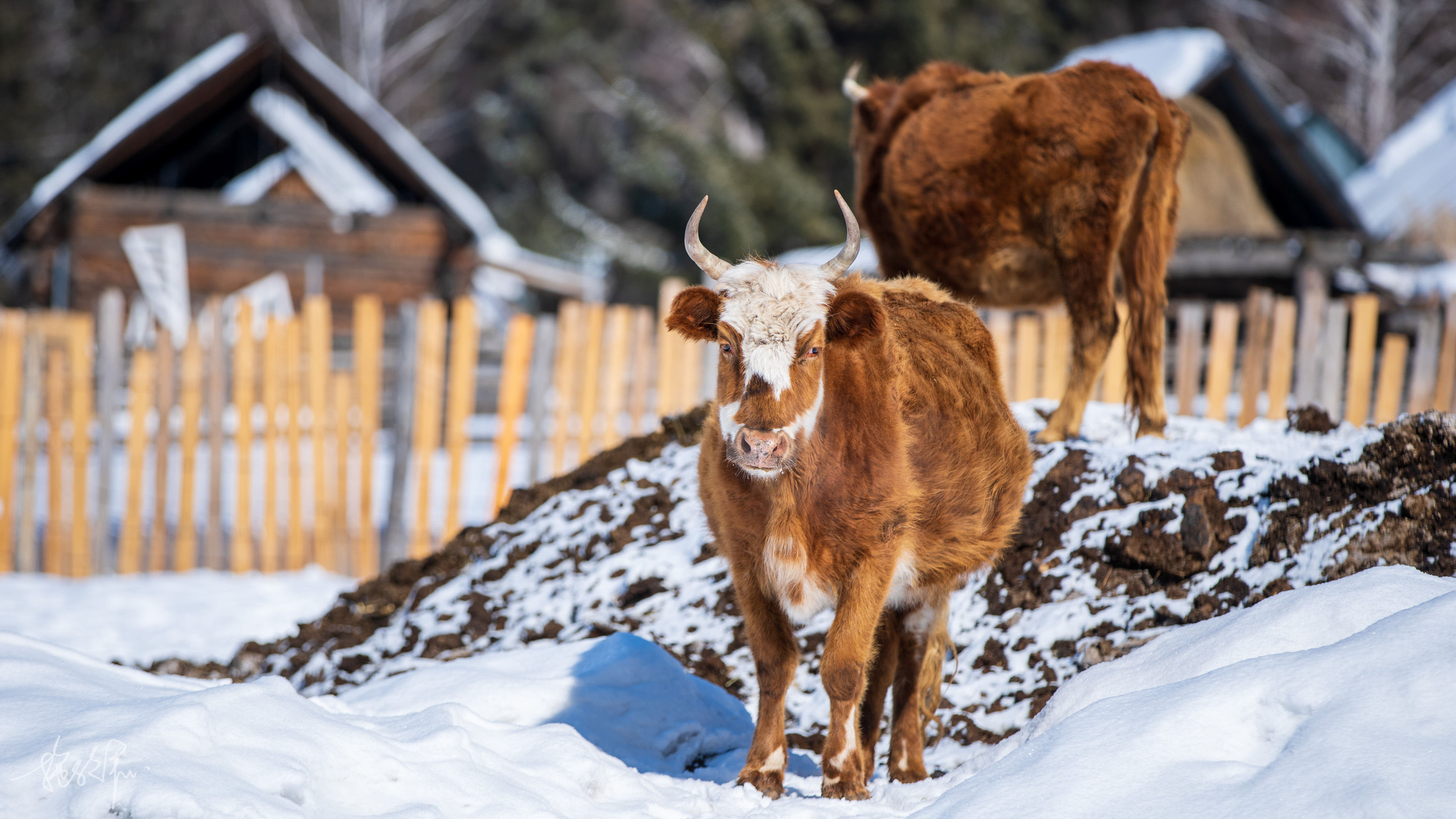 自驾新疆23天：北疆冰雪童话世界（上）