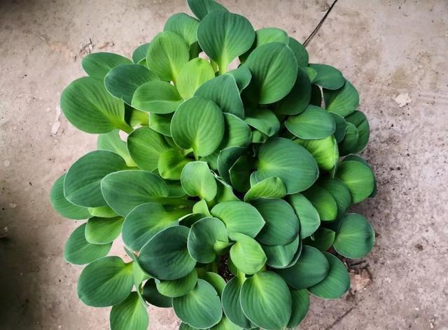 史上最耐阴的花,越阴凉越长得旺,绿萝虎皮兰靠边站