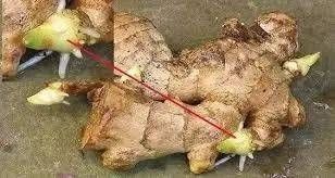 植物|切块生姜放水里,7天发芽,3个月结出一桶姜,原来生姜是这么种的