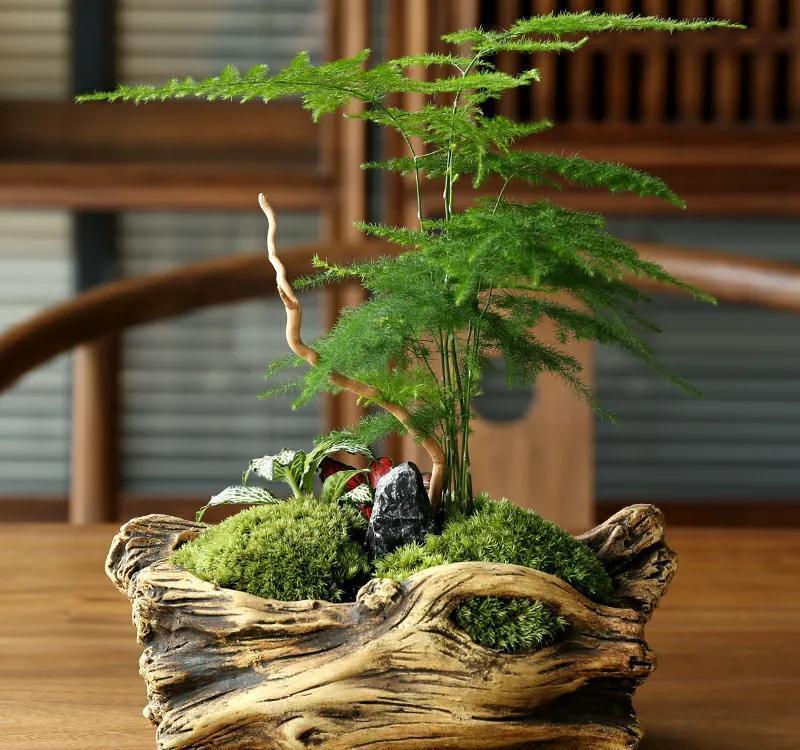 文竹叶片容易干枯,五个坑避不开,长成一盆杂草,别不当回事