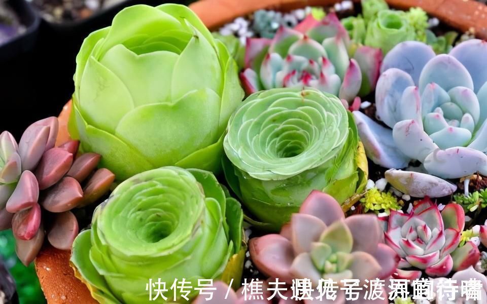 多肉叶片发软,多是这4个原因在搞鬼,这么改善让叶子坚挺有光泽