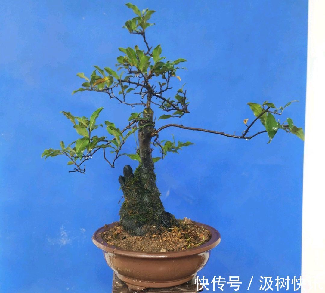 施肥烧苗掉光叶的金弹子盆景怎么办素沙深埋生根不难