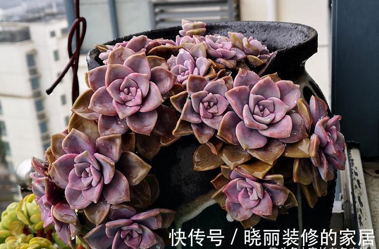 多肉|这7款多肉上市多年,但今年仍会流行,你还没养过的话一定要补齐