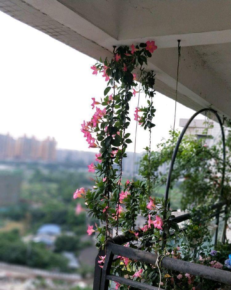 家里几款花卉,便宜又好养,花开香飘溢满屋,阳台变成小花园