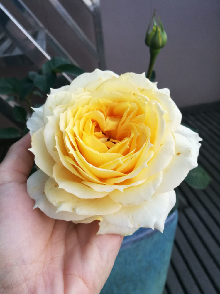 这些花朵超好养，随手一种就能活，轻松开爆盆，花朵美艳又迷人