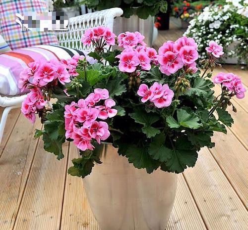 春天养花有“三忌”，及时避开才能枝繁叶茂，绽放层叠群花！