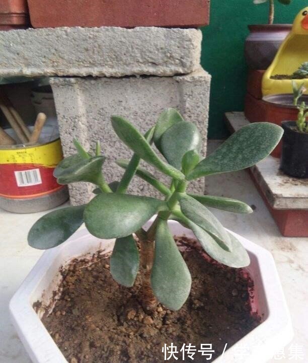 这花冬天不能放在室外,气温低于5度就死亡,太可怕了!