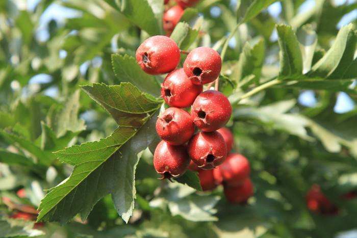 肠癌|63岁老人查出肠癌后,常拿此物当作零食吃,医生也很提倡