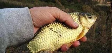 冬季钓鱼调漂有绝招,专门应对水凉鱼口轻,钓鲫鱼一杆一个准!