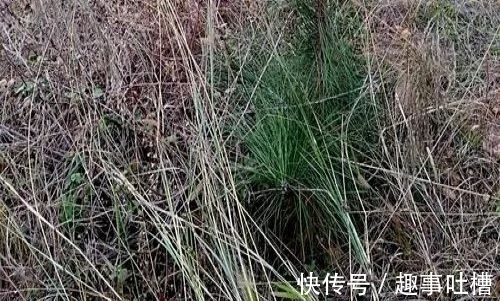 题小松!李商隐和杜荀鹤这两首诗写小松,是纯粹的咏物诗吗