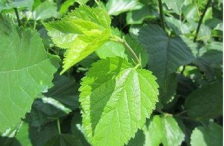 桑叶|夏季乡下常见的树叶,是治疗高血糖的良药,常吃血糖会蹭蹭往下降