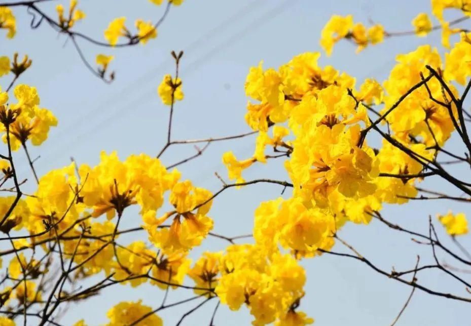 风铃花正如痴如醉 ，静待君赏