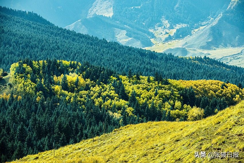 祁连山|秋色浸染祁连山，大都麻色彩斑斓惹人醉