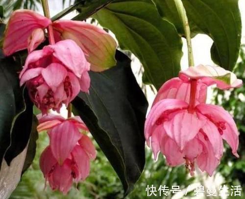 四种花适合放在客厅,长势好、花色艳,雍容华贵,养护简单!