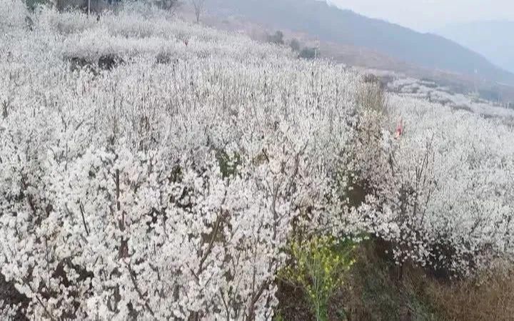 老年|景美还免费！凉都一地万亩樱桃花开满山头